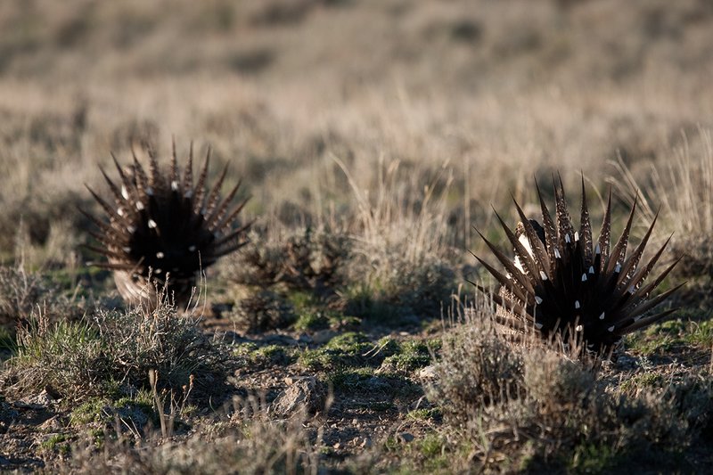 ©TC-Sage Grouse-D00432-00503.jpg :: Pair of male Sage Grouse Posturing with one another while displaying during spring mating season on lek