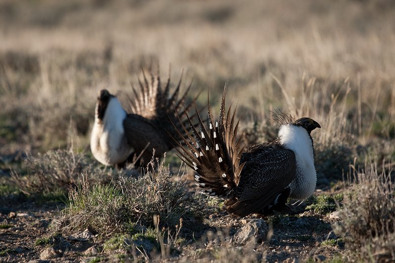 ©TC-Sage Grouse-D00432-00507.jpg :: Pair of male Sage Grouse Posturing with one another while displaying during spring mating season on lek