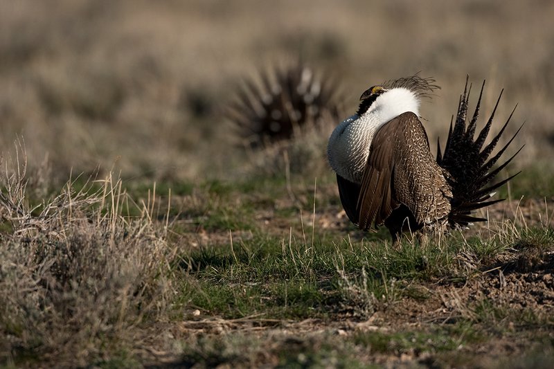 ©TC-Sage Grouse-D00432-00512.jpg