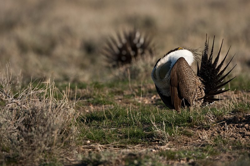 ©TC-Sage Grouse-D00432-00514.jpg