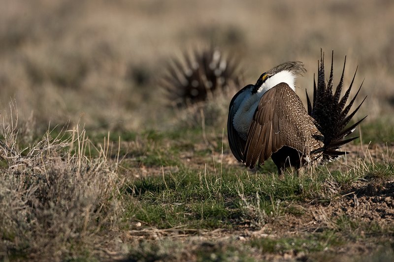 ©TC-Sage Grouse-D00432-00515.jpg