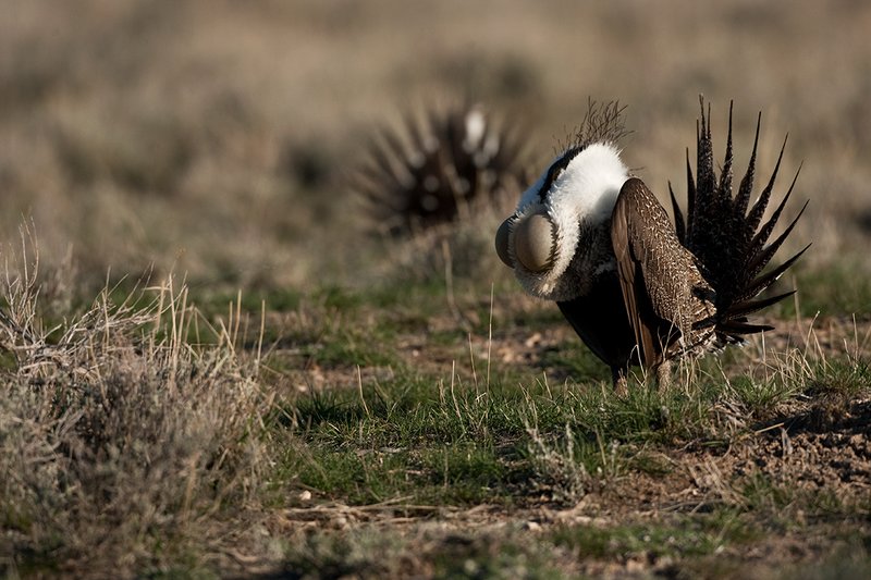 ©TC-Sage Grouse-D00432-00516.jpg