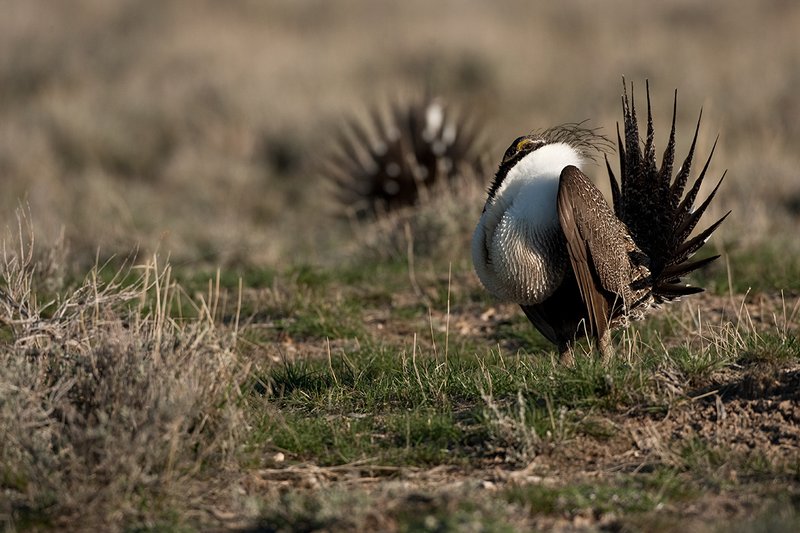 ©TC-Sage Grouse-D00432-00518.jpg