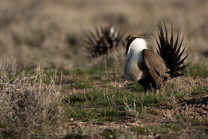 ©TC-Sage Grouse-D00432-00521.jpg