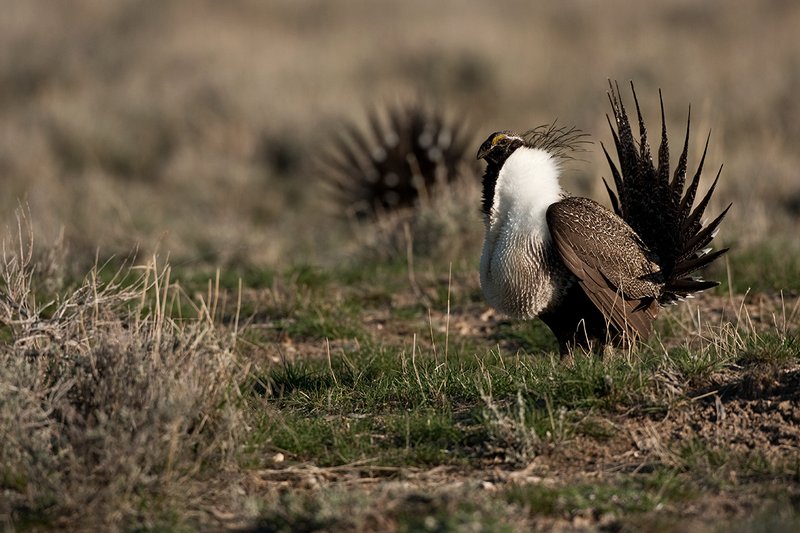 ©TC-Sage Grouse-D00432-00524.jpg