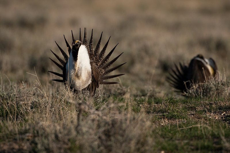 ©TC-Sage Grouse-D00432-00538.jpg