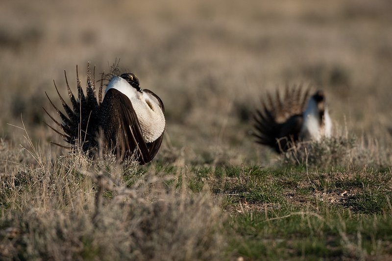 ©TC-Sage Grouse-D00432-00542.jpg