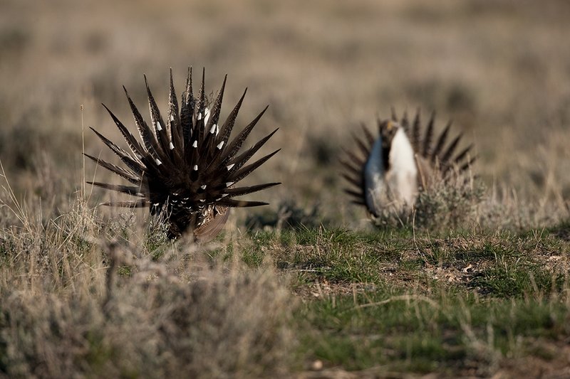 ©TC-Sage Grouse-D00432-00543.jpg