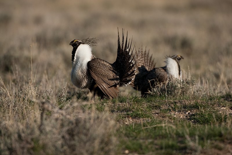 ©TC-Sage Grouse-D00432-00544.jpg