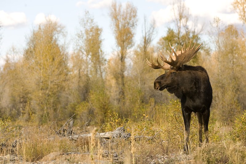 ©TC-Shiras Moose Bull -D00631-00001.jpg