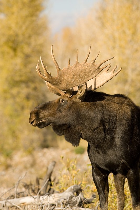 ©TC-Shiras Moose Bull -D00631-00009.jpg