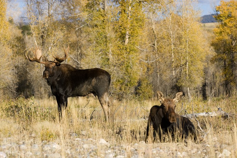 ©TC-Shiras Moose Bull -D00631-00024.jpg