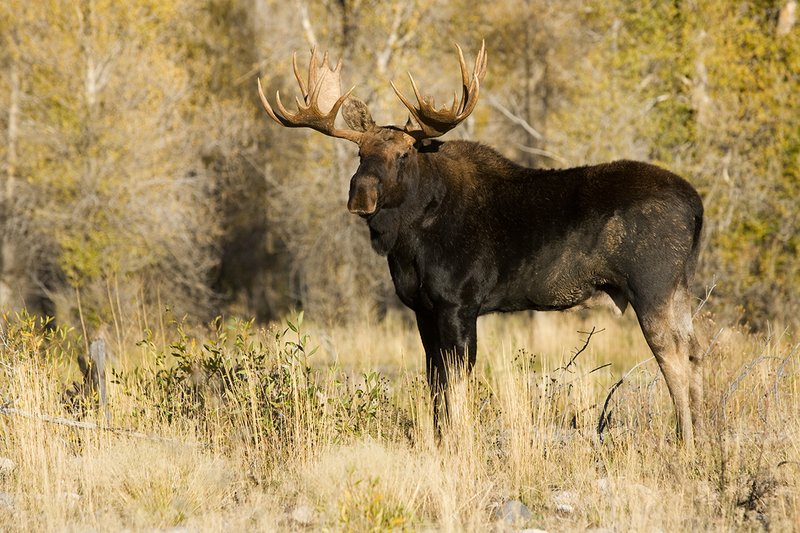 ©TC-Shiras Moose Bull -D00631-00027.jpg
