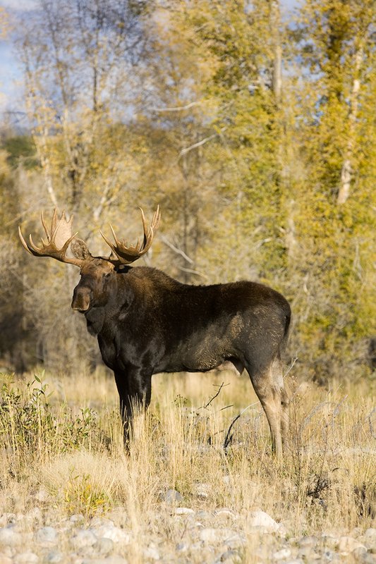 ©TC-Shiras Moose Bull -D00631-00030.jpg