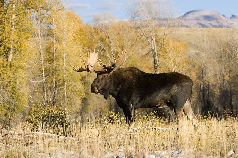 ©TC-Shiras Moose Bull -D00631-00036.jpg