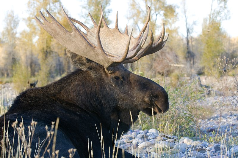 ©TC-Shiras Moose Bull -D00631-00039.jpg