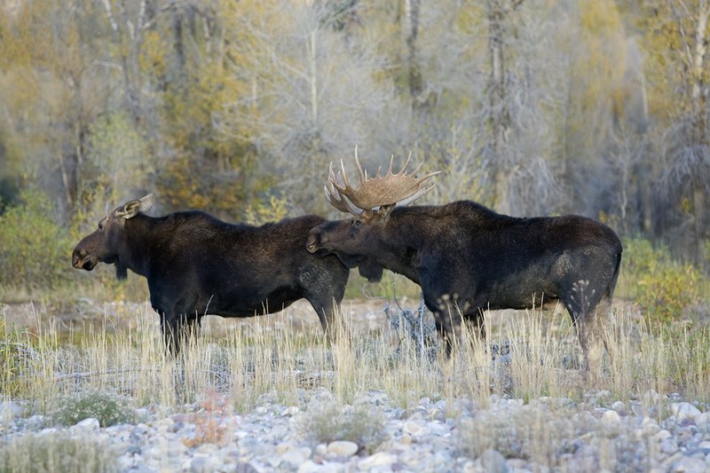 ©TC-Shiras Moose Bull -D00631-00042.jpg