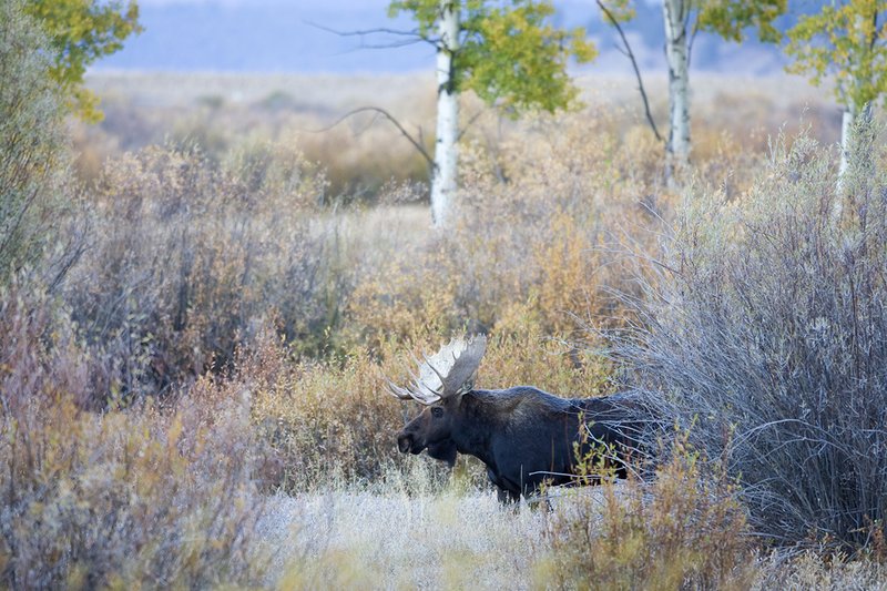 ©TC-Shiras Moose Bull -D00631-00046.jpg :: Shiras Bull Moose in Willows