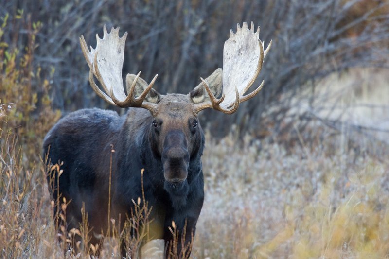 ©TC-Shiras Moose Bull -D00631-00063.jpg :: Shiras Bull Moose in Willows