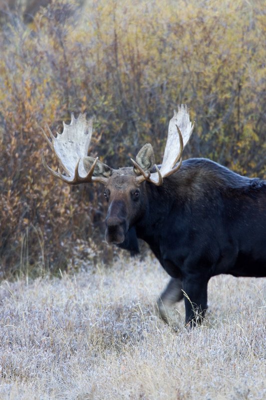 ©TC-Shiras Moose Bull -D00631-00065.jpg :: Shiras Bull Moose in Willows