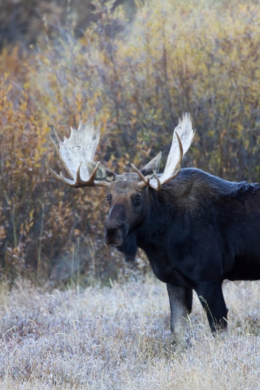 ©TC-Shiras Moose Bull -D00631-00072.jpg :: Shiras Bull Moose in Willows