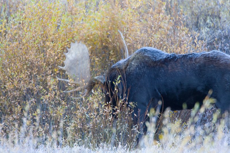 ©TC-Shiras Moose Bull -D00631-00075.jpg :: Shiras Bull Moose in Willows