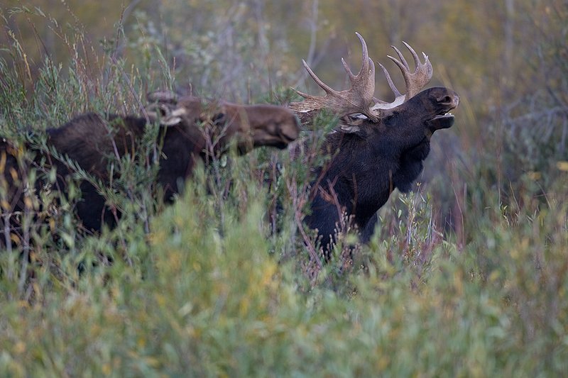 ©TC-Shiras Moose Bull -D00631-00080.jpg