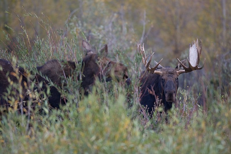 ©TC-Shiras Moose Bull -D00631-00086.jpg