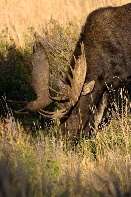 ©TC-Shiras Moose Bull-D00631-00273.jpg