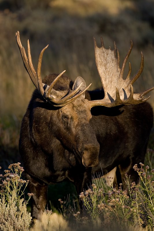 ©TC-Shiras Moose Bull-D00631-00276.jpg