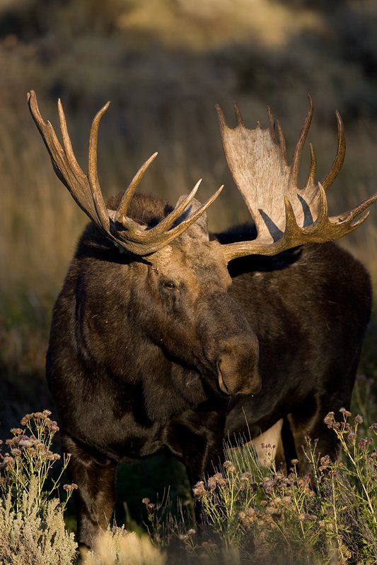 ©TC-Shiras Moose Bull-D00631-00279.jpg