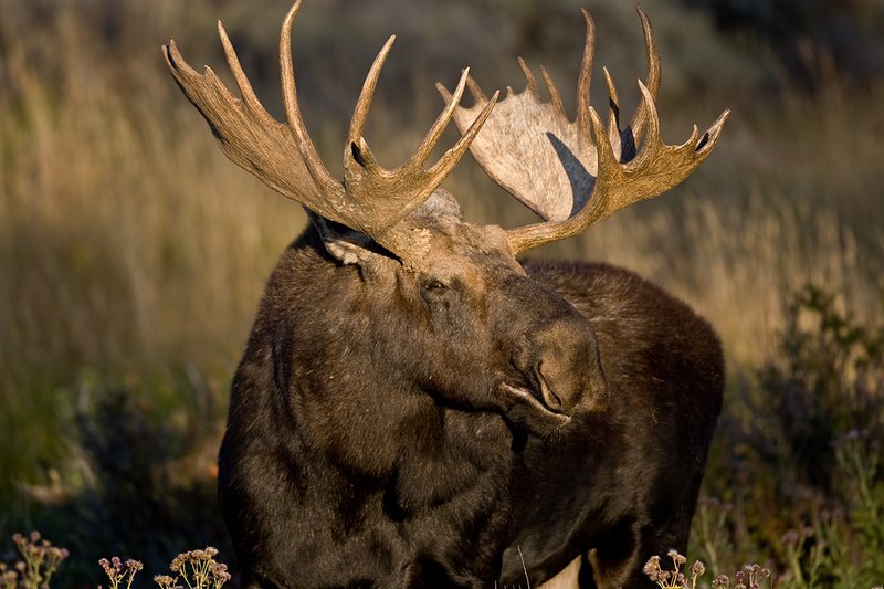 ©TC-Shiras Moose Bull-D00631-00282.jpg