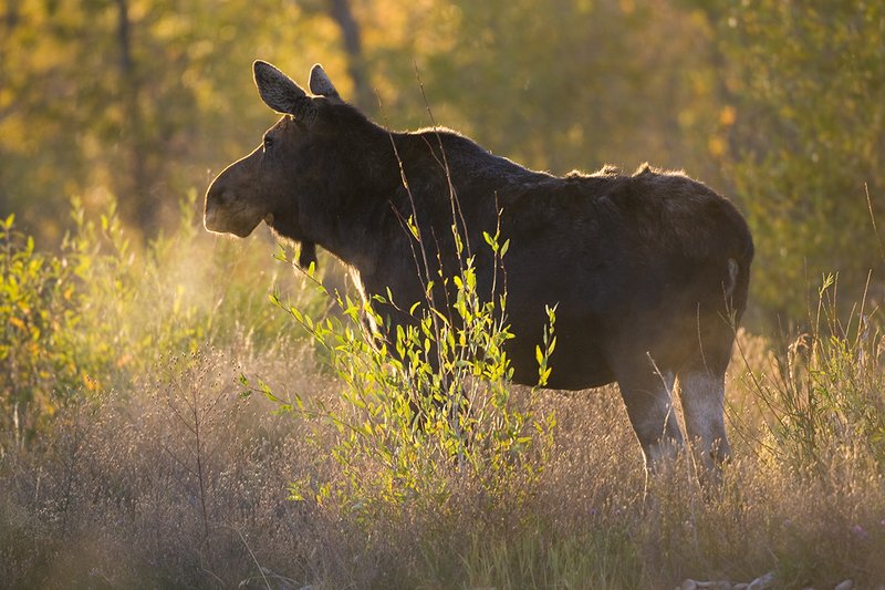 ©TC-Shiras Moose Cow.Calfl-D00632-00001.jpg
