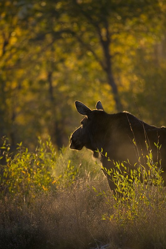 ©TC-Shiras Moose Cow.Calfl-D00632-00003.jpg