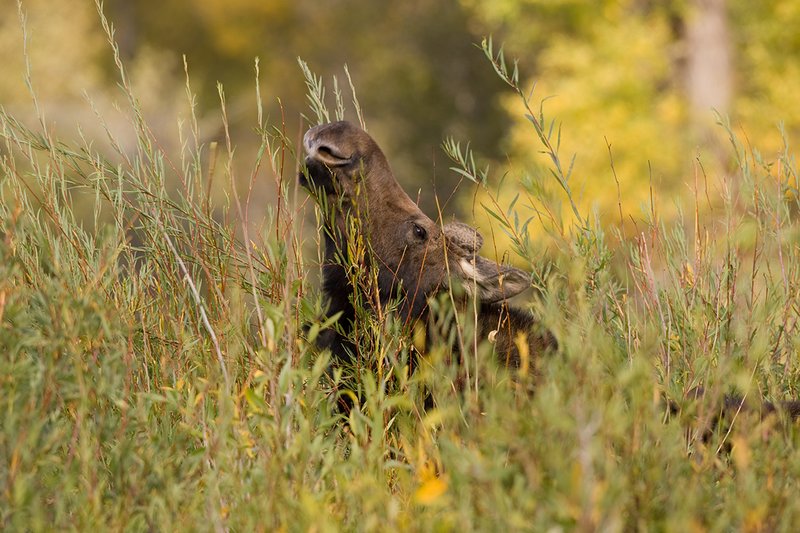 ©TC-Shiras Moose Cow.Calfl-D00632-00005.jpg :: Shiras Moose