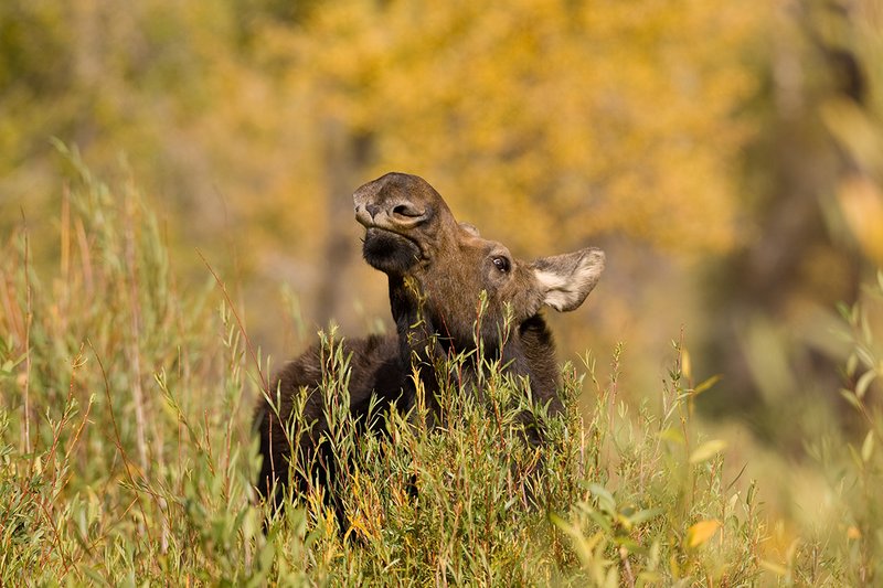 ©TC-Shiras Moose Cow.Calfl-D00632-00006.jpg :: Shiras Moose