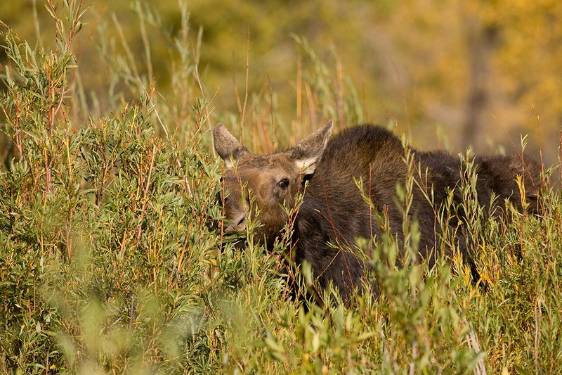 ©TC-Shiras Moose Cow.Calfl-D00632-00014.jpg :: Shiras Moose