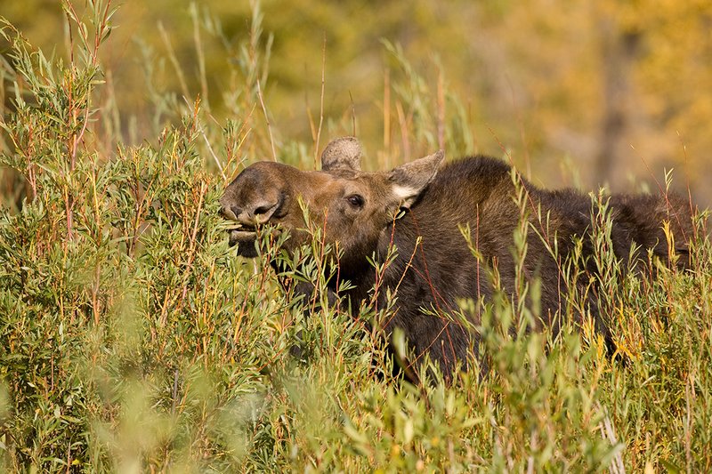 ©TC-Shiras Moose Cow.Calfl-D00632-00017.jpg :: Shiras Moose