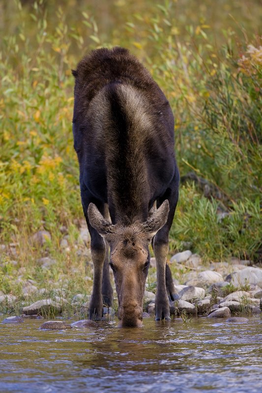 ©TC-Shiras Moose Cow.Calfl-D00632-00021.jpg