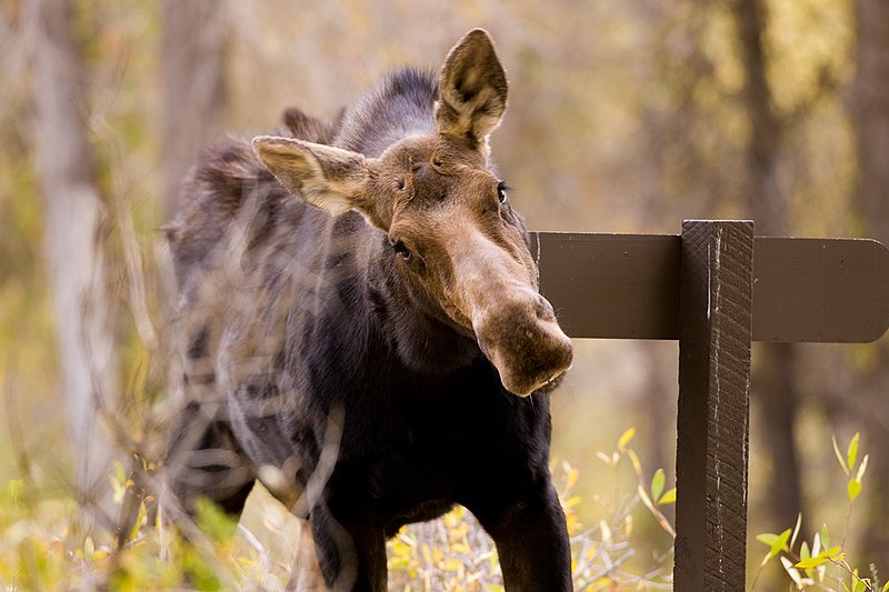 ©TC-Shiras Moose Cow.Calfl-D00632-00023.jpg :: Shiras Moose