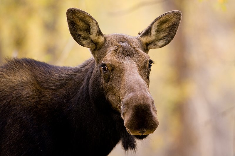 ©TC-Shiras Moose Cow.Calfl-D00632-00025.jpg :: Shiras Moose
