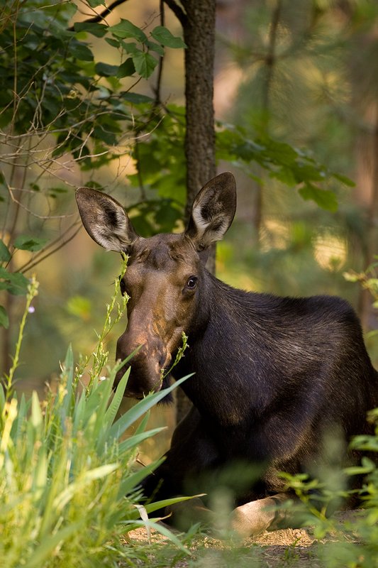 ©TC-Shiras Moose Cow.Calfl-D00632-00032.jpg