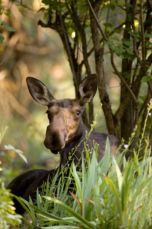 ©TC-Shiras Moose Cow.Calfl-D00632-00039.jpg