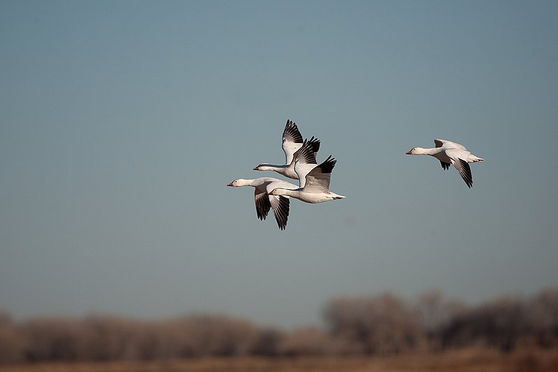 ©TC-Snow Geese-D00373-00305.jpg :: Snow Geese in Flight against blue sky
