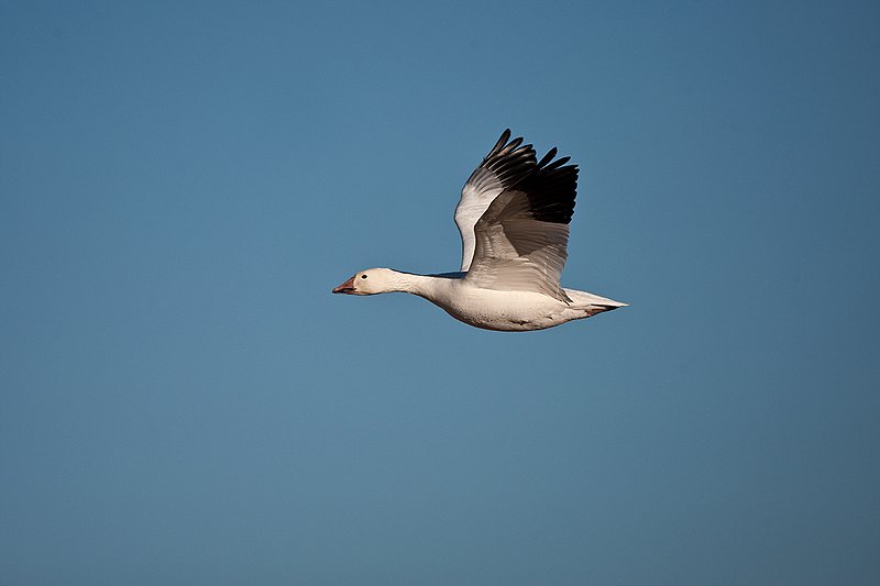 ©TC-Snow Geese-D00373-00322.jpg :: Snow Geese in Flight against blue sky