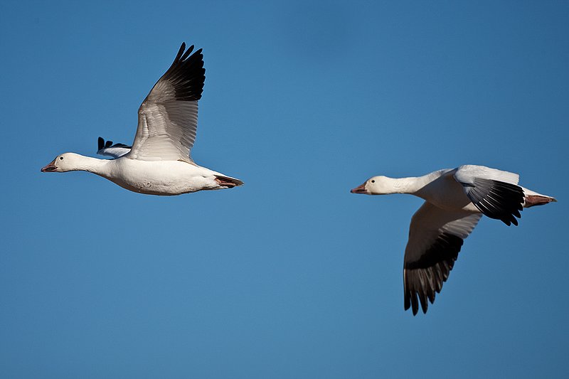 ©TC-Snow Geese-D00373-00327.jpg :: Snow Geese in Flight against blue sky