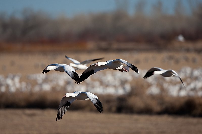 ©TC-Snow Geese-D00373-00332.jpg :: Snow Goose in flight over farm fields with other geese feeding on the field