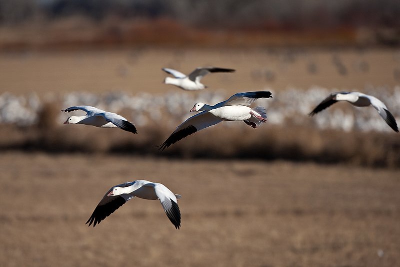 ©TC-Snow Geese-D00373-00334.jpg :: Snow Goose in flight over farm fields with other geese feeding on the field
