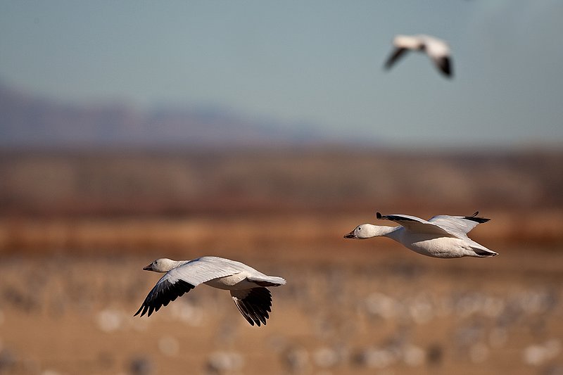 ©TC-Snow Geese-D00373-00337.jpg :: Snow Goose in flight over farm fields with other geese feeding on the field