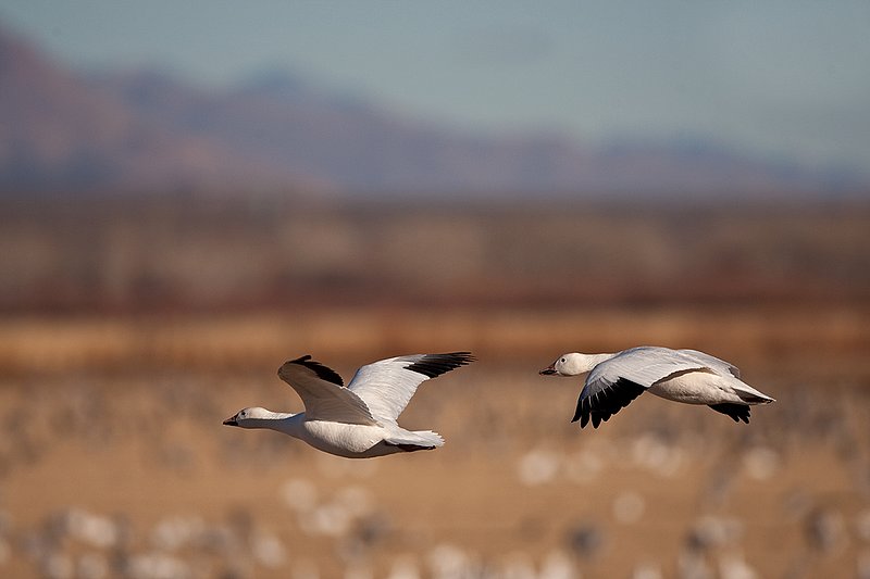 ©TC-Snow Geese-D00373-00338.jpg :: Snow Goose in flight over farm fields with other geese feeding on the field